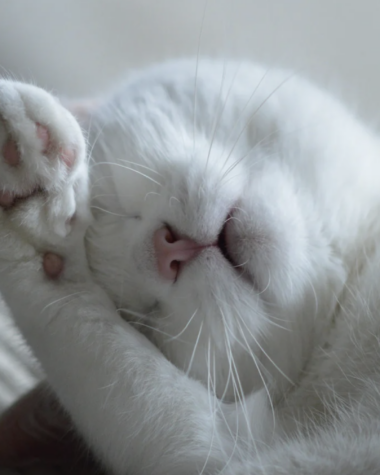 Repos et créativité grâce à la sieste